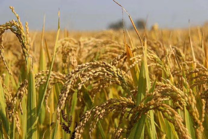 上海八十八亩田地址,上海有七千多多一平方的地方吗