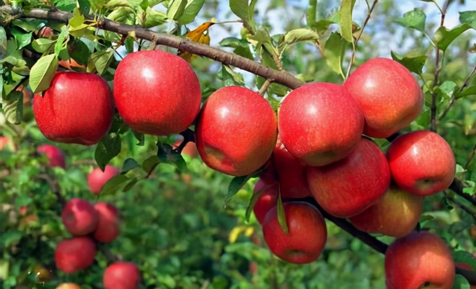 这11种盆景树在我国特别流行,国外盆景树种