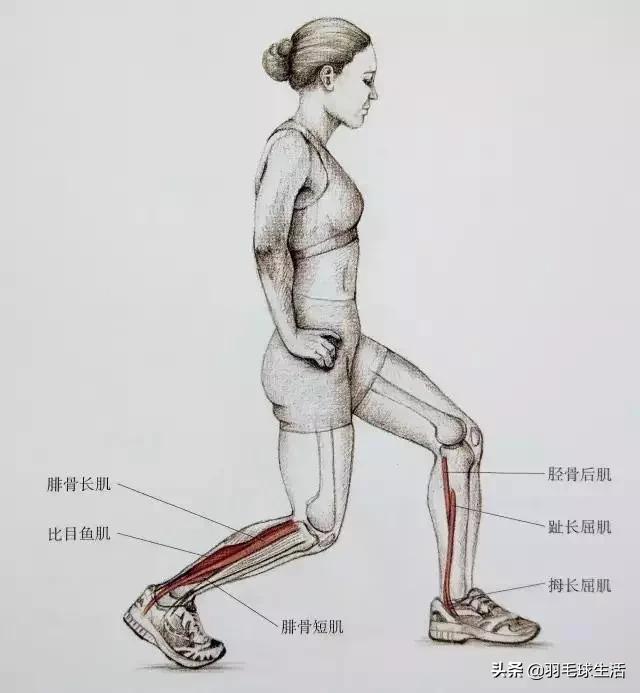 打羽毛球防止腿变粗,打羽毛球前后拉伸动作防止腿变粗