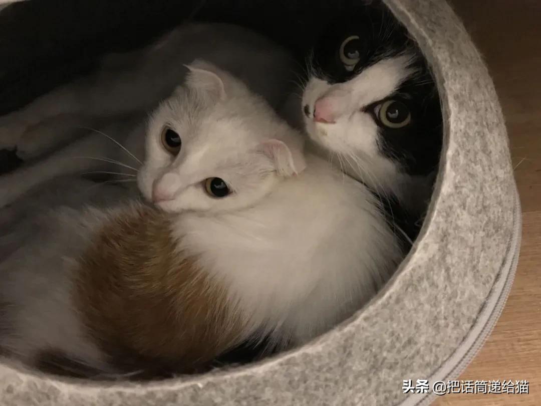 求助！我的猫以为自己是我妈怎么办？