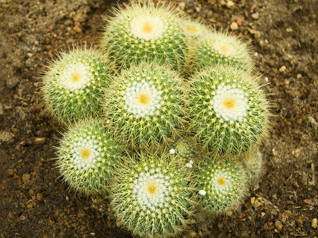 仙人球烂根了怎么处理,仙人球烂根的原因和解决方法