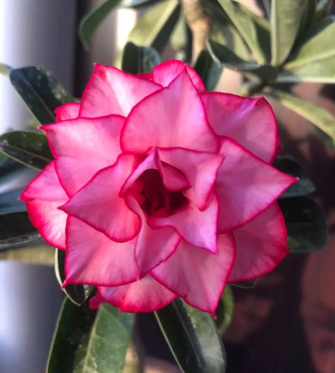 84个沙漠玫瑰品种，收起来慢慢看，待到来年春天选几种喜欢的养