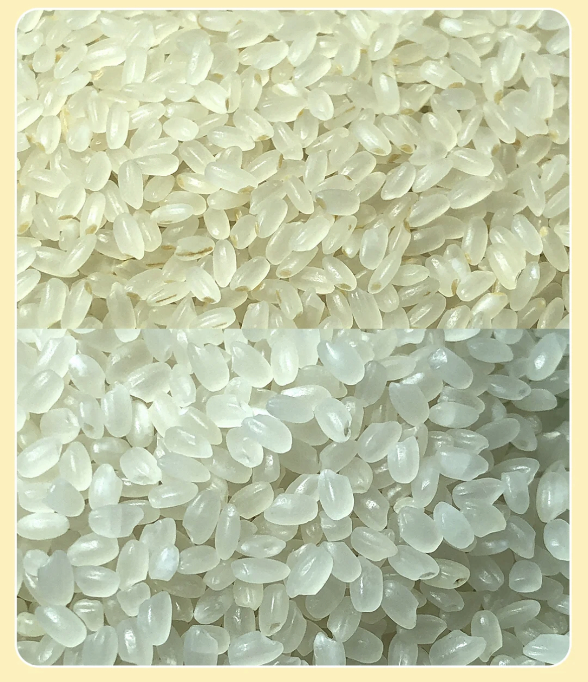 宝宝专用胚芽米是智商税吗,给宝宝熬粥有必要买胚芽米吗