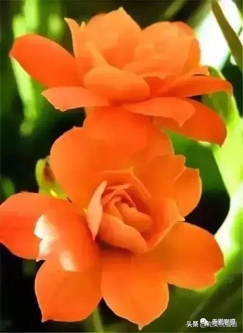 正月初九祝愿大家好运长长久久,正月初九最美好的祝福送给友友们