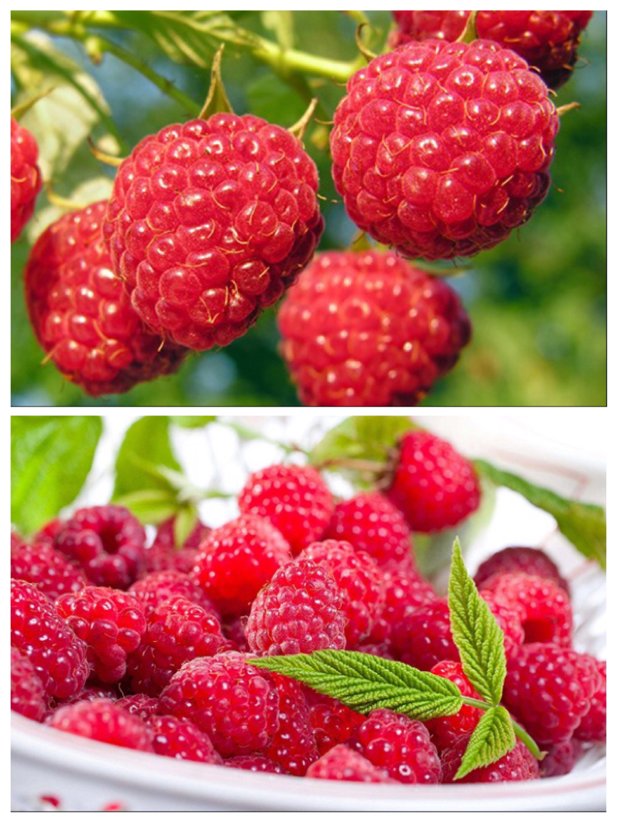 10大奇异水果你吃过几种,这五种奇葩罕见的水果你吃过几种