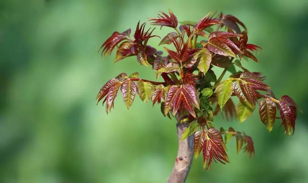 6种有很大味的蔬菜,闻着味道很大的蔬菜有哪些