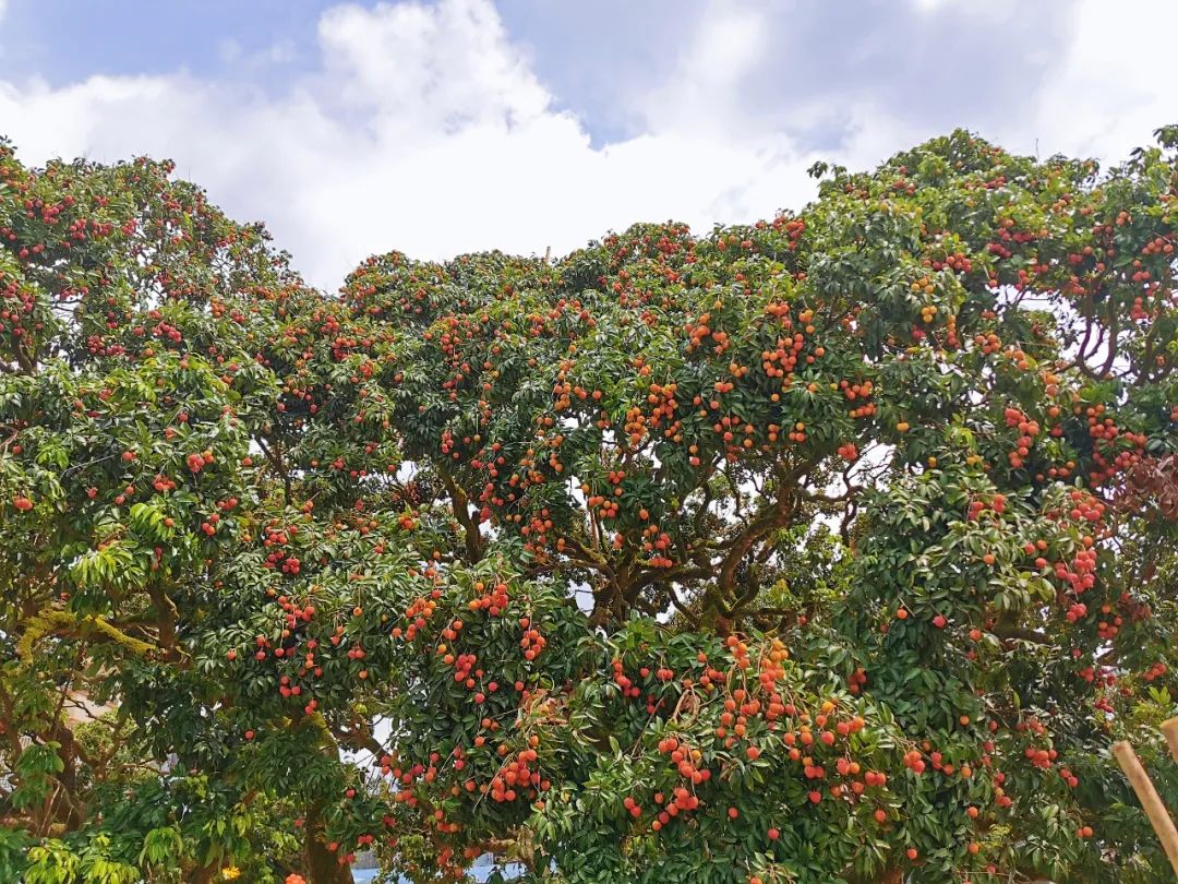 增城金叶子半山温泉，宛若漫步仙境！住温泉房，叹两餐+果园采摘