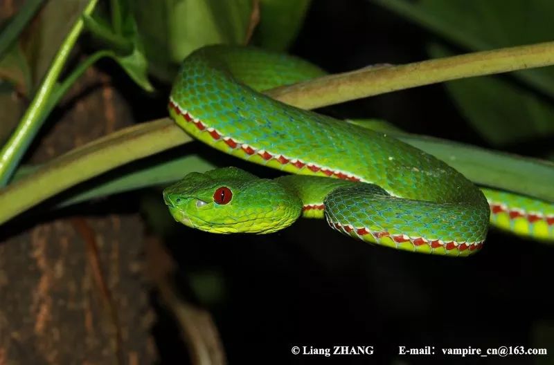 毒蛇的毒性分几种啊,毒蛇毒性排名榜