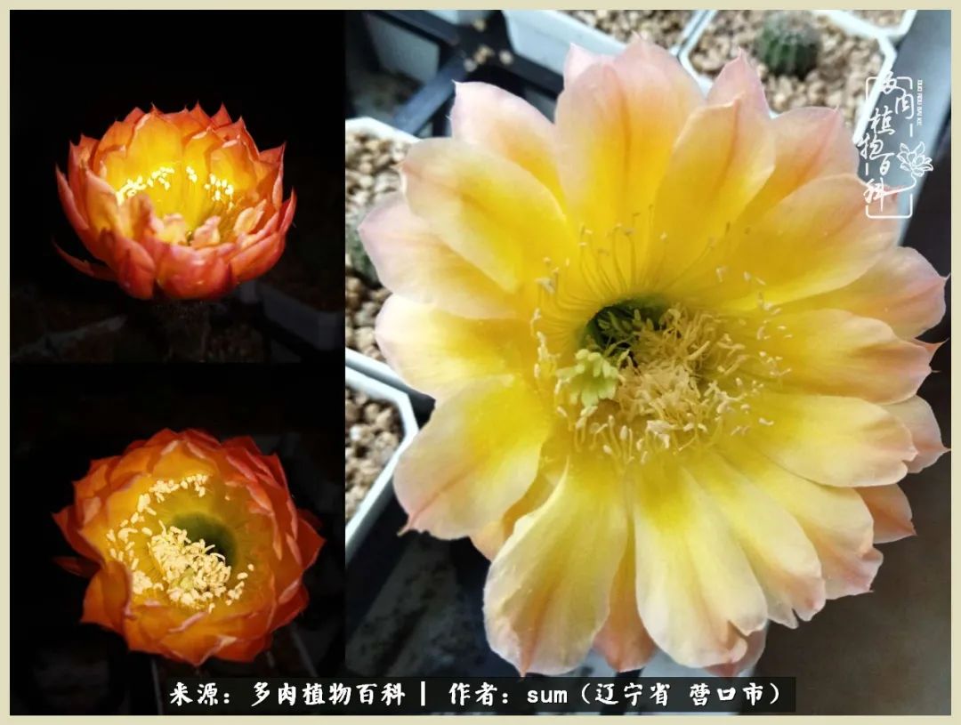 养多肉是一个很治愈的过程,养多肉是一种爱