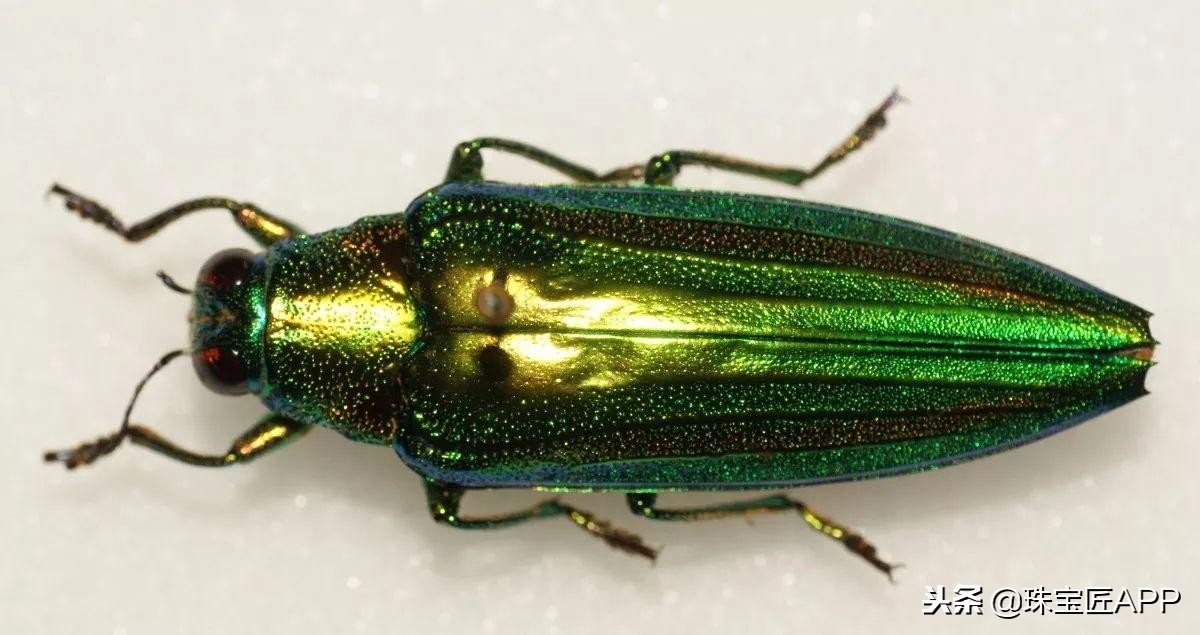 昆虫做的珠宝首饰,用昆虫做的艺术品