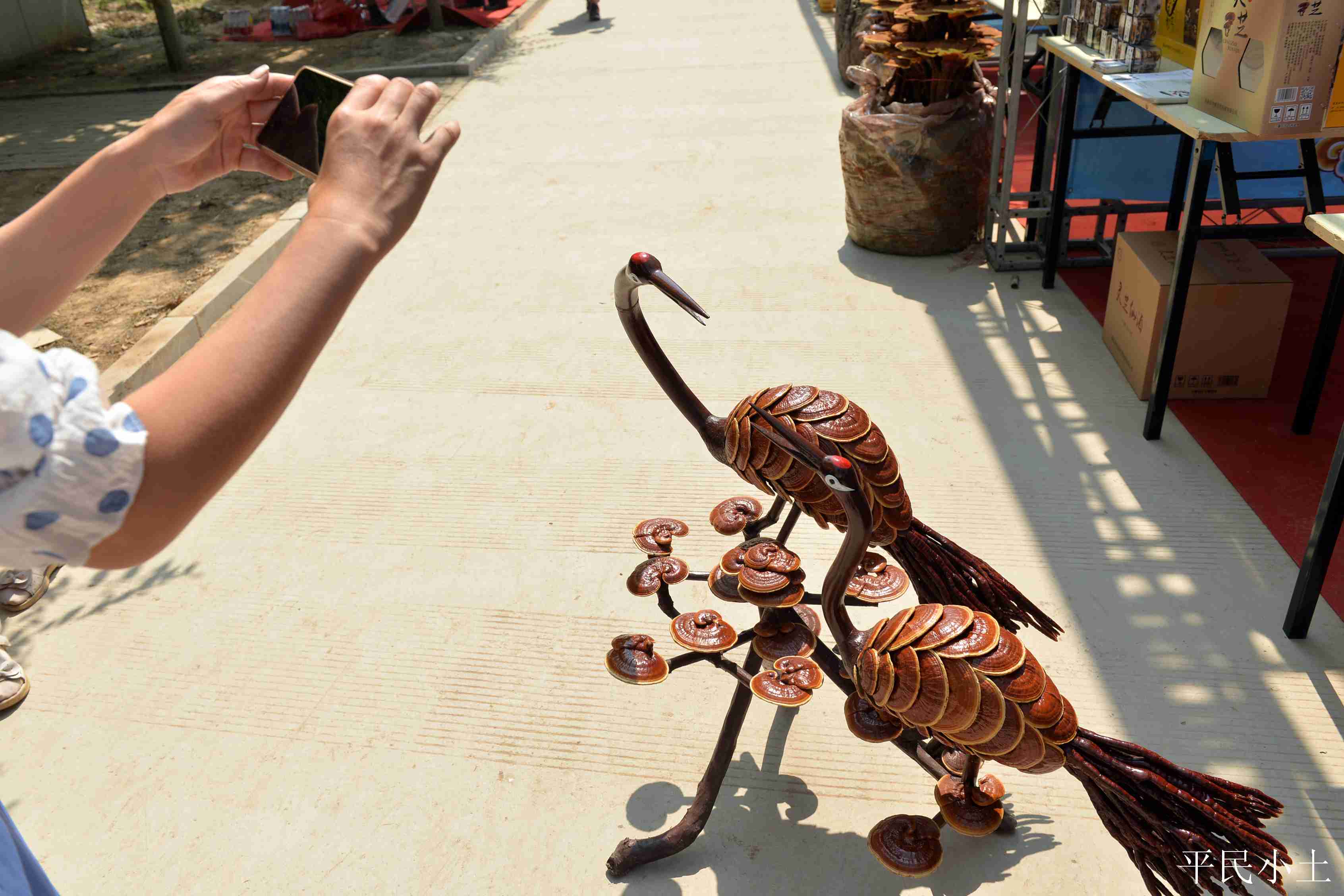 山东聊城灵芝盆景 (山东聊城盆景灵芝)