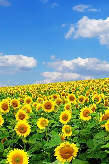 教育部宣布足球进入中考考核项目,足球真的被纳入考试项目吗