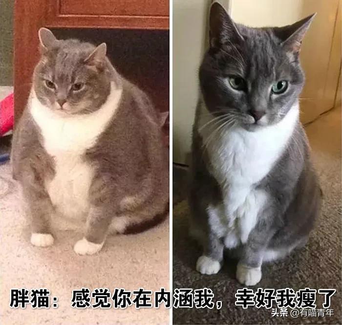 对着猫吹气会怎么样,对着猫吹烟有害吗