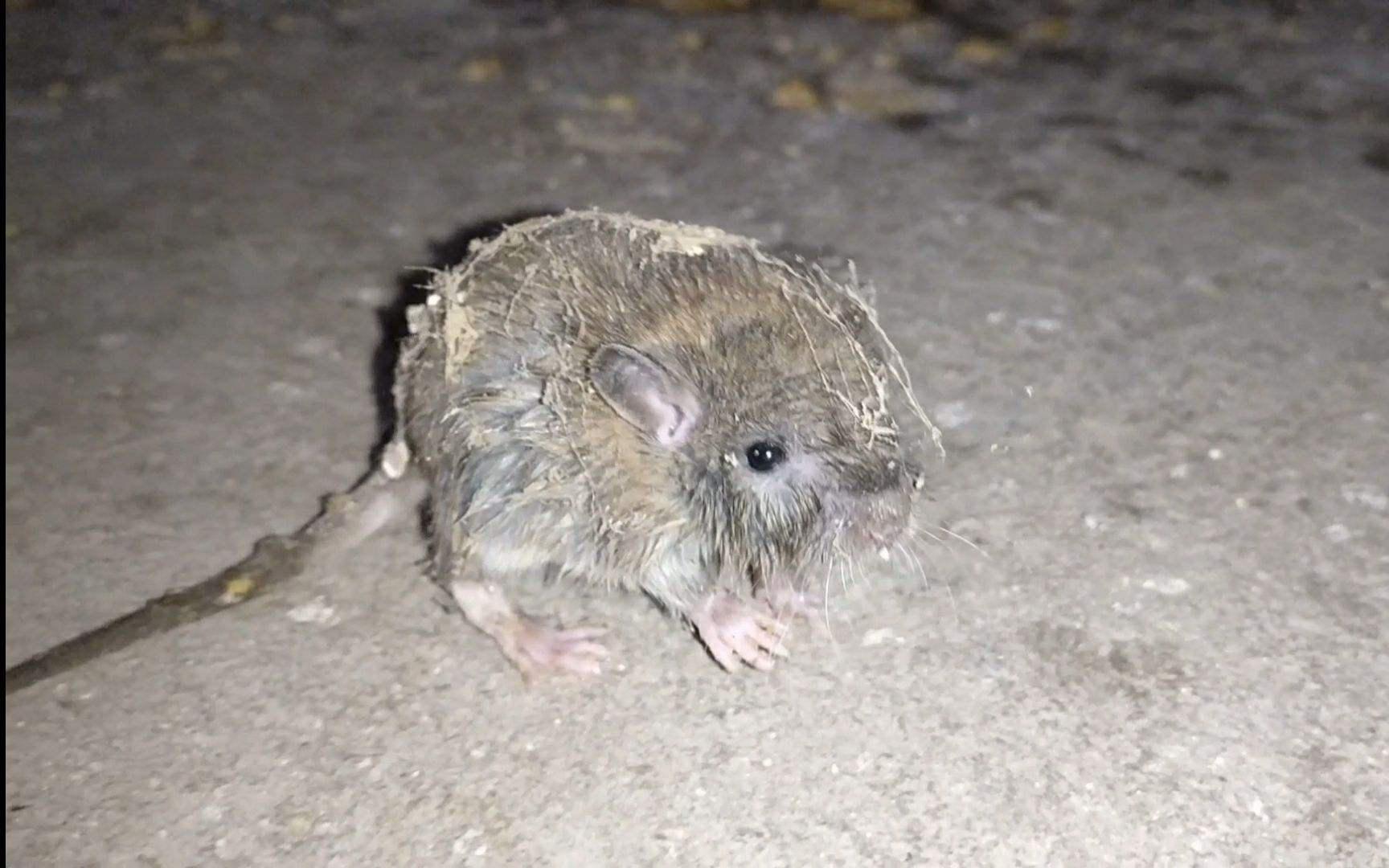 山村古宅发现怪异声,老宅怪声未解之谜