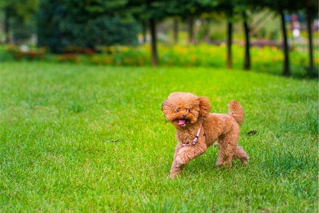 贵宾犬拉肚子,贵宾犬吃花生拉肚子