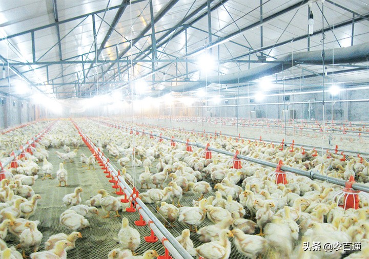 肉鸡饲养的三个阶段,肉鸡各阶段饲养管理