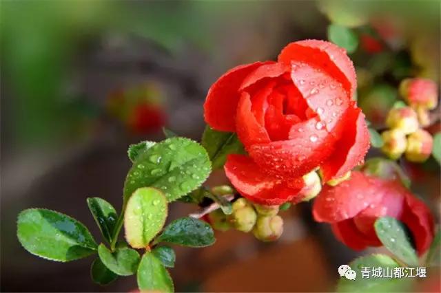 青城山熊猫谷都江堰一日游攻略,熊猫谷青城山都江堰一日游攻略