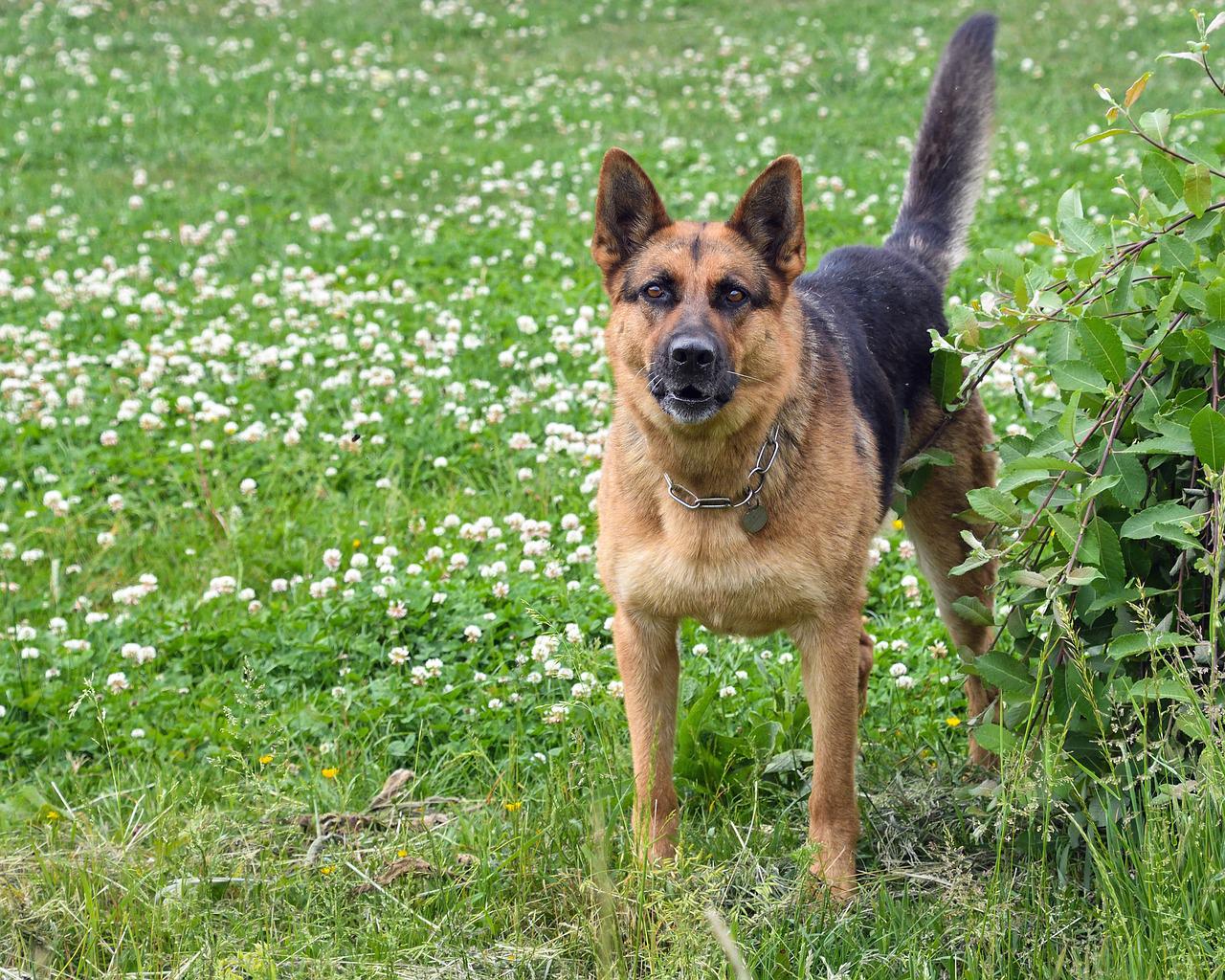 狗狗分离焦虑吠叫不停，邻里关系大危机！其实纠正很容易