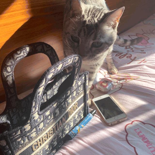 非常好看的宠物包,大家的包都带什么玩偶