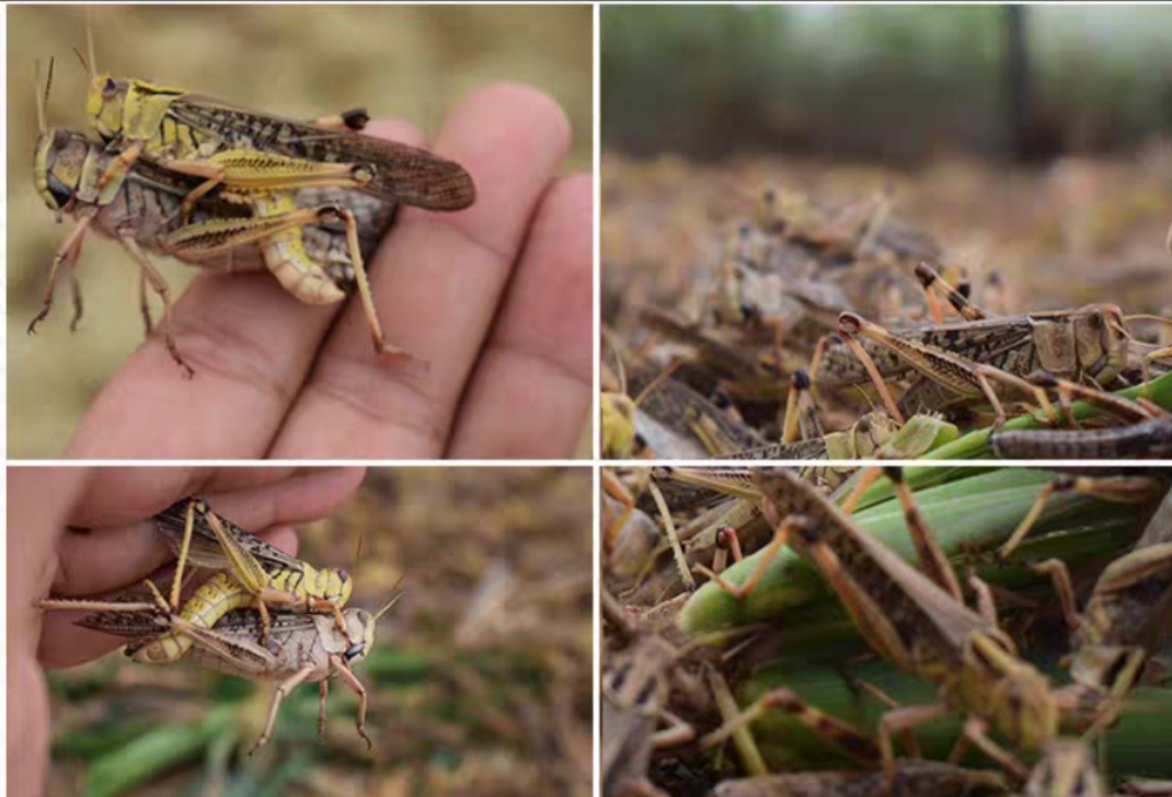 各种虫子美食大总结,关于虫子的重口味美食