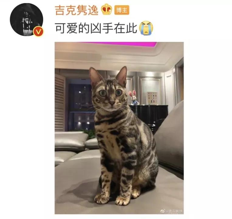 猫抓伤的地方痒,我被猫抓伤了怎么办