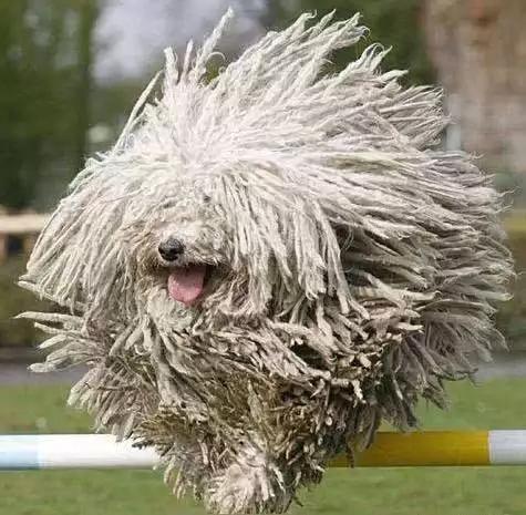 45种狗狗,45种狗狗很难得一见你认识几种