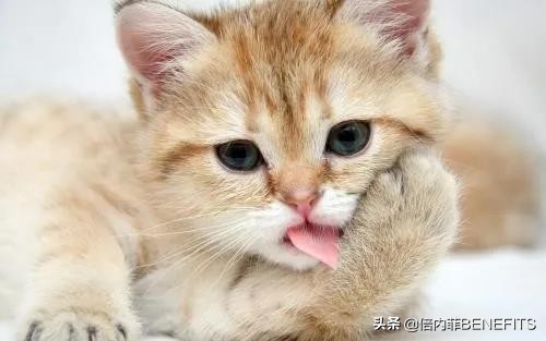 猫咪绝育后为什么会乳腺增生,猫咪绝育后为啥还会生