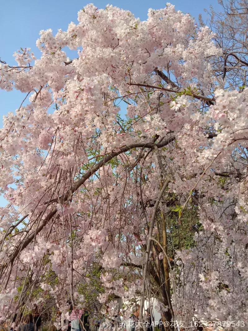百花图谱大全100幅,工笔百花图谱100种
