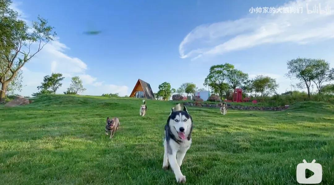 花三年建宠物乐园,花20万给狗打造乐园