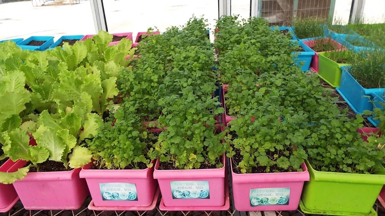 没时间、没经验的阳台种菜者，统统看过来，台长为你提供解决方案