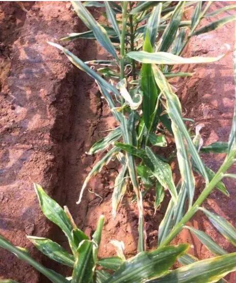 大姜劈库是啥原因,大姜劈杆怎么回事