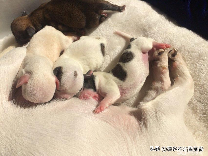 高颜值肌肉奶狗,什么样的小奶狗最可爱