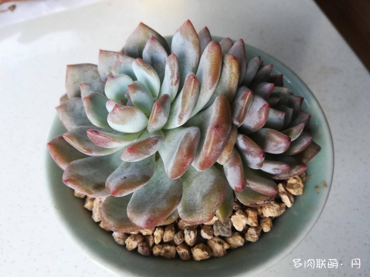 多肉长大了越来越好看,服盆期多肉变小