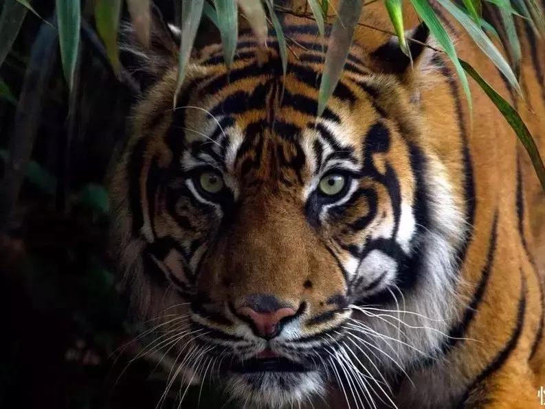 几只猛犬能打败一只老虎,能打败老虎的猛犬