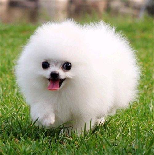 狗狗品种大全及介绍了解一下,狗狗品种怎么挑选最好看