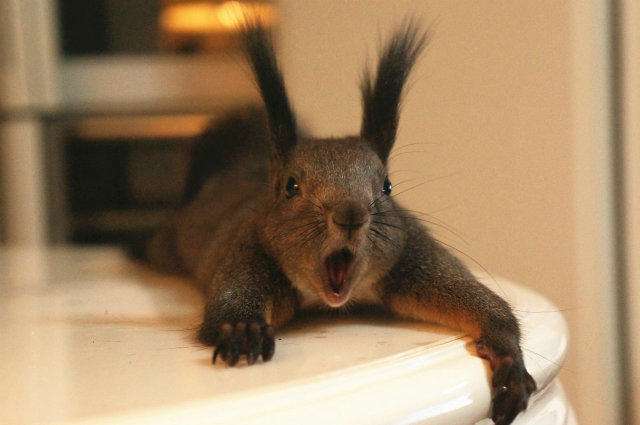 松鼠幼崽常见的疾病,魔王松鼠生病怎么处理