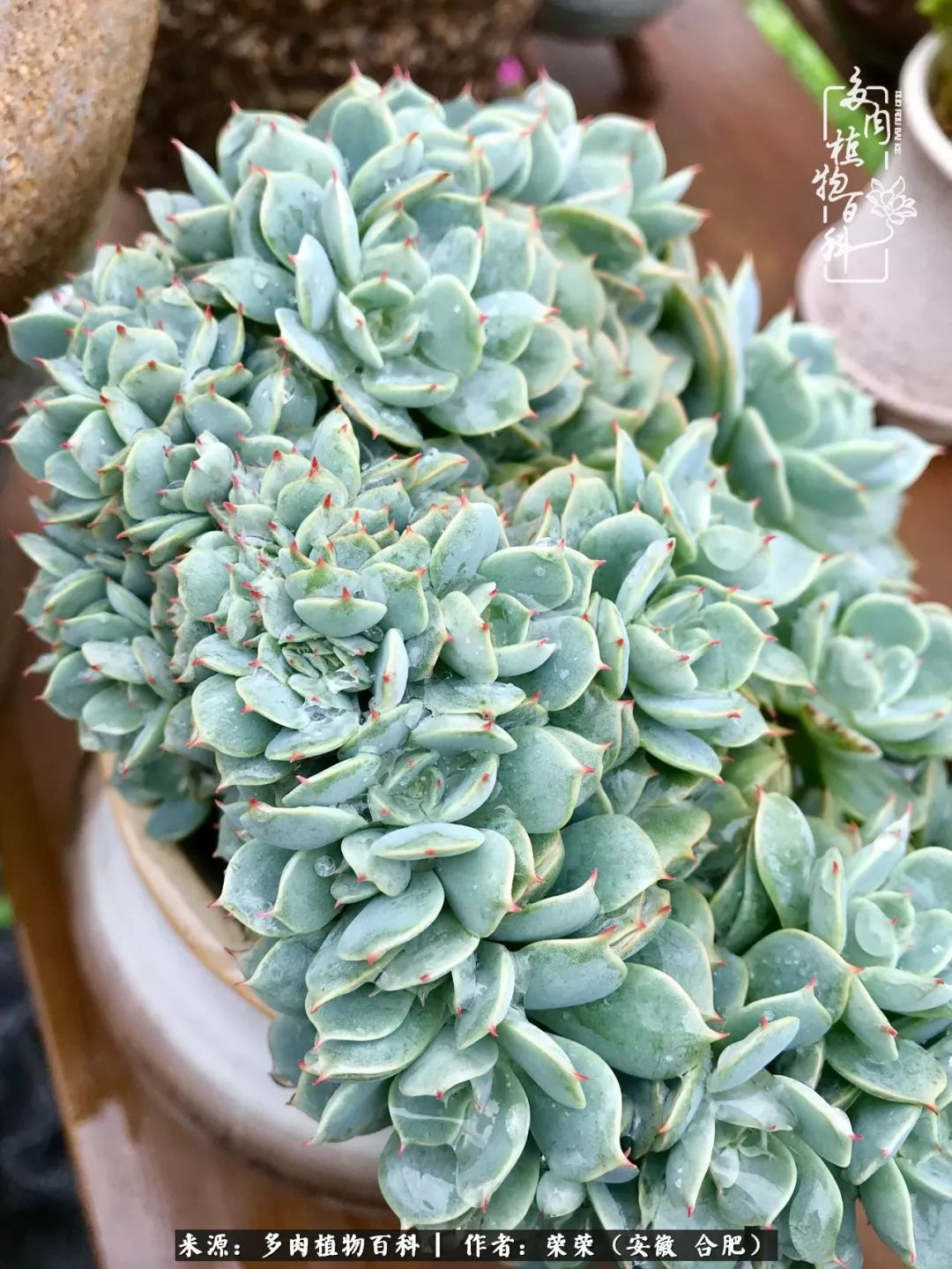 入秋后多肉是露养好还是室内养好,入夏后露养的多肉要搬进室内吗