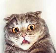 乙型肝炎后肝硬化失代偿期c级,乙肝病毒携带出现肝受损