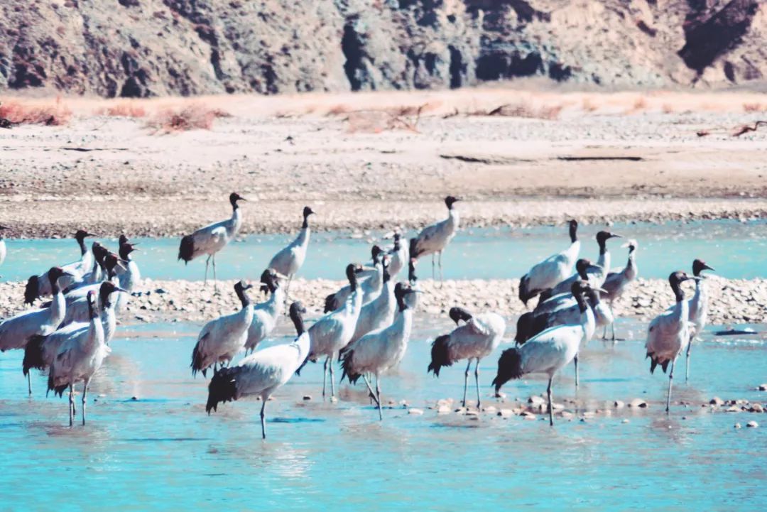 情歌故乡，格萨尔王故里，不去*藏西**就去梦中的香巴拉