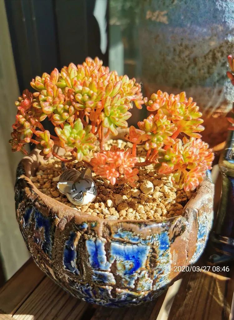 养多肉的人生感悟,人生如同养花