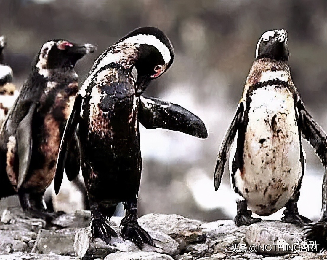 给明星做造型的“垃圾”行为艺术家？雷人背后的那一份深刻……