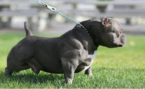 狗界体味严重的几种狗你知道几个,小型犬不掉毛无体味的狗排名