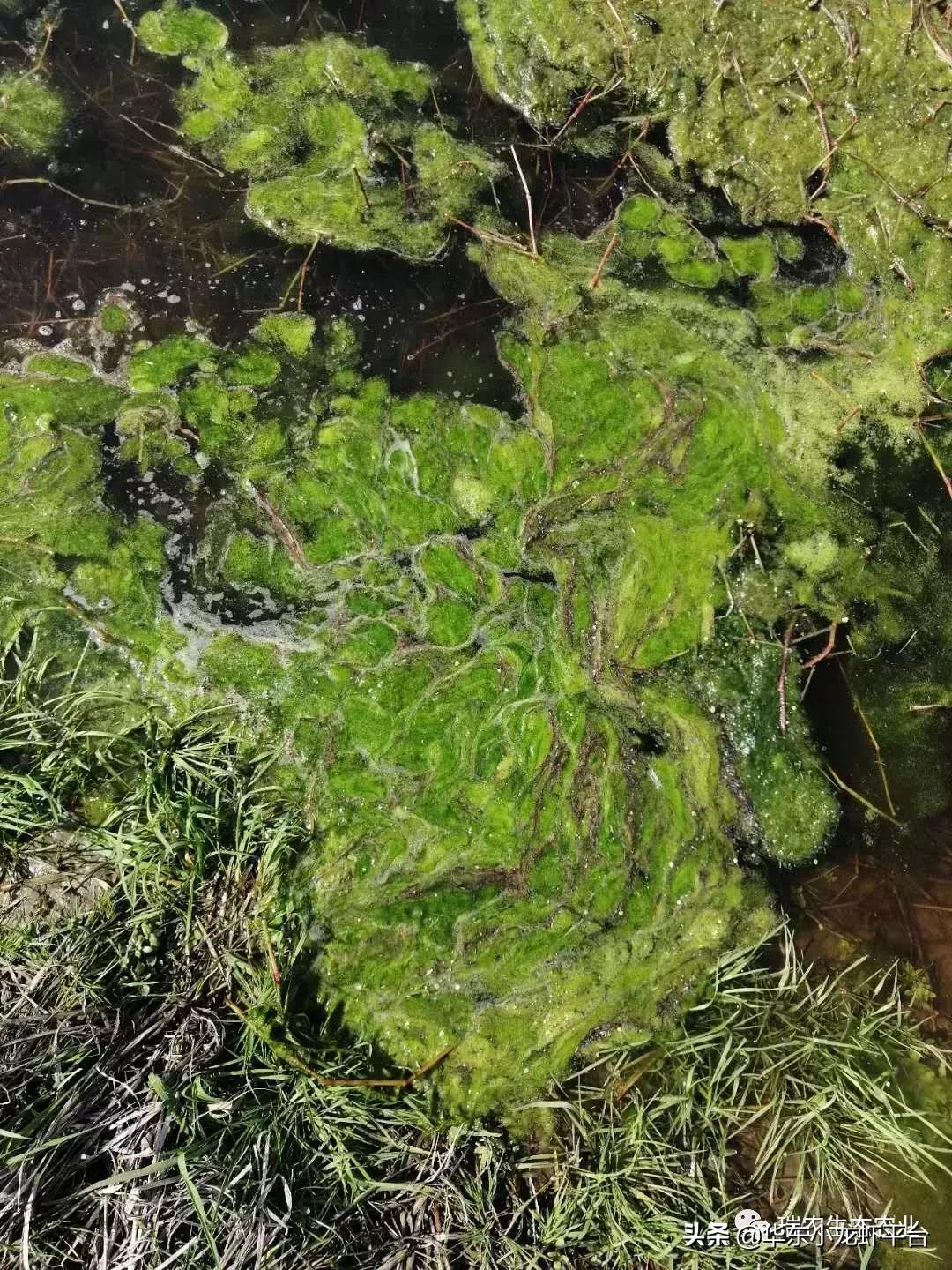 露天鱼池长青苔处理方法,阳台鱼缸长青苔如何处理