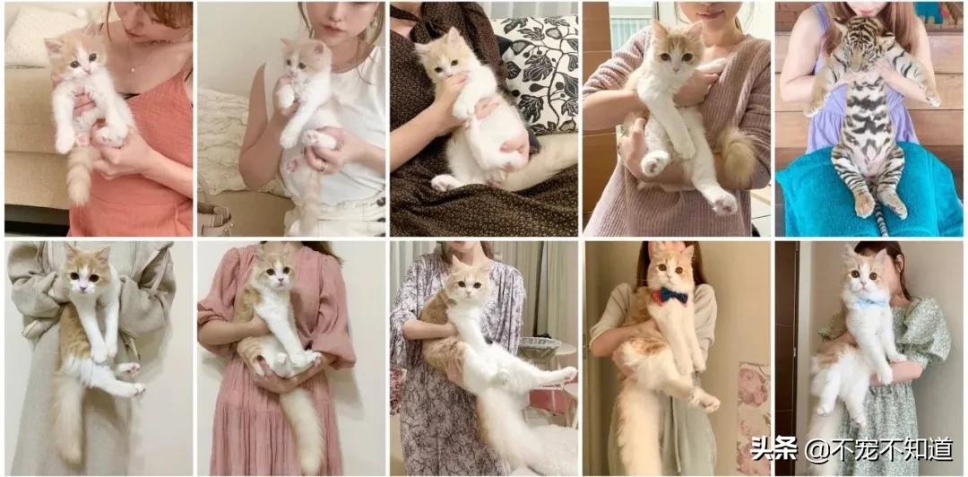 岛国妹子养的超萌小奶猫，几个月后变成巨兽了