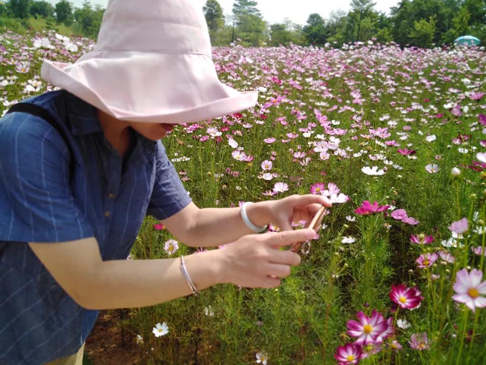 美林湖花海门票,美林花海