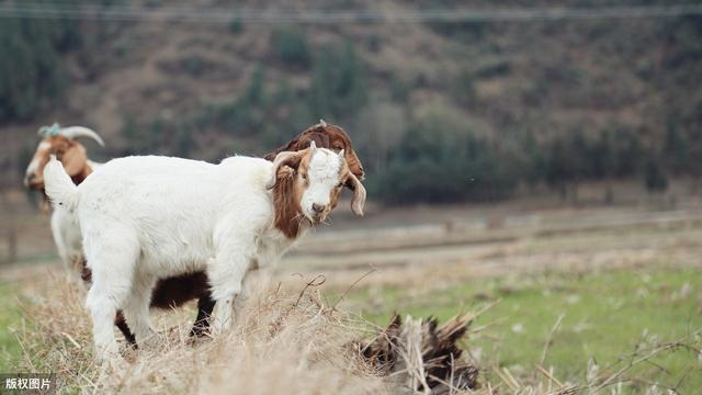 羊如何预防布鲁氏菌病,羊布鲁氏菌病怎么消灭
