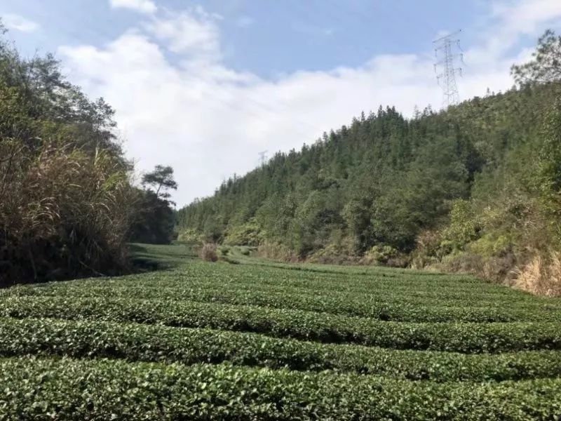 武夷岩茶的品种和香度的比较,武夷岩茶黄玫瑰价格表