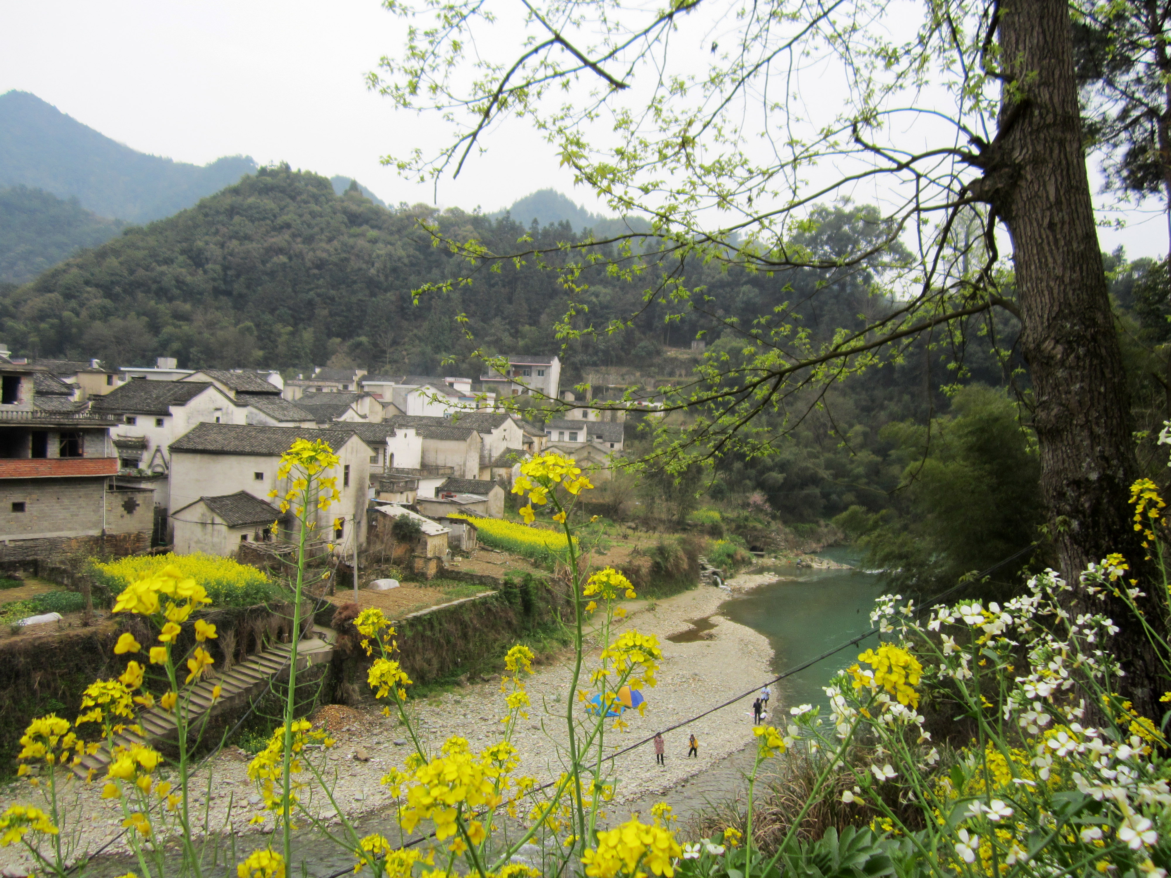 北京油菜花田风景,北京田村油菜花海全攻略
