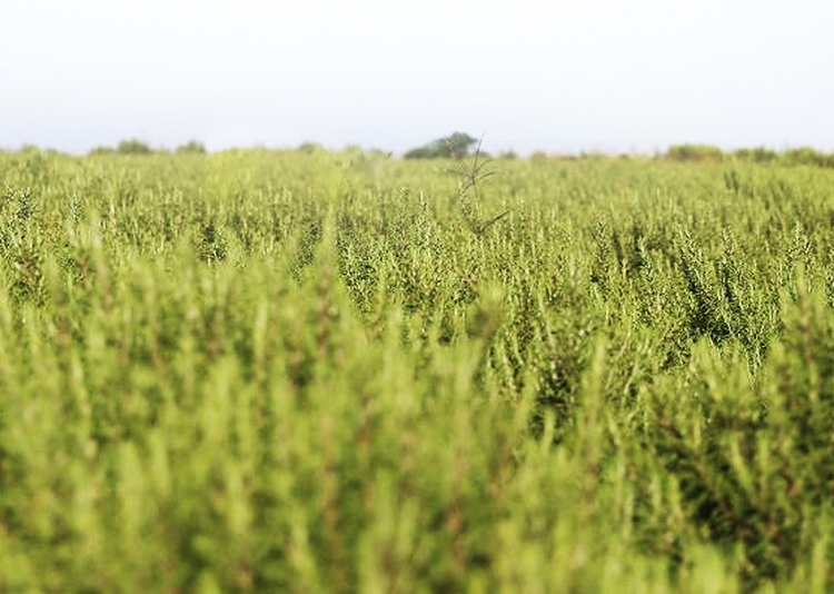 闭口反反复复长到底怎样才能根治,闭口反反复复长怎么办