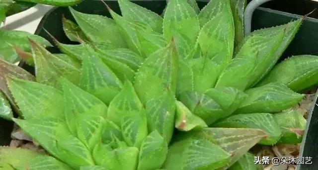 多肉十二卷寿的窗口怎么不透明,多肉热点话题